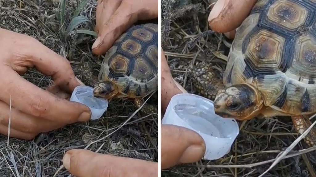 Firefighters Give Tortoise Drink of Water