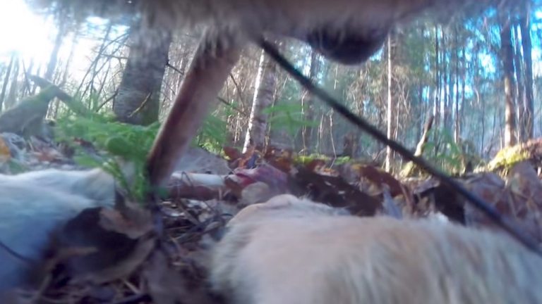 First ever camera collar footage from a wild wolf