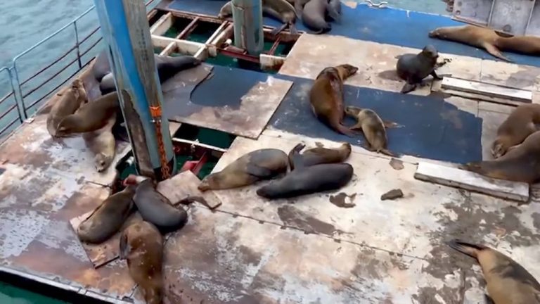 Galapagos Sea Lions Burping Contest