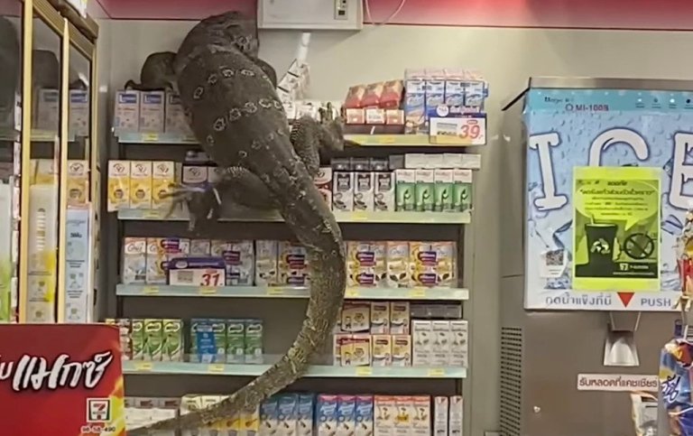 Giant Monitor Climbs Shelf in Thai Bodega