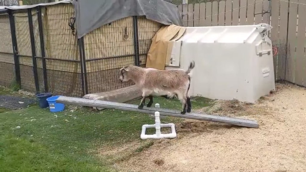 Goat Learns to Balance on Seesaw