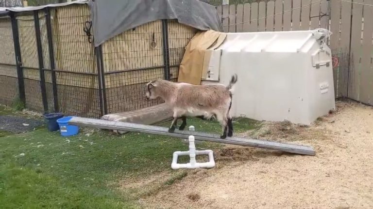 Goat Learns to Balance on Seesaw