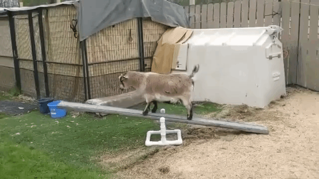 Goat Teaches Himself to Seesaw