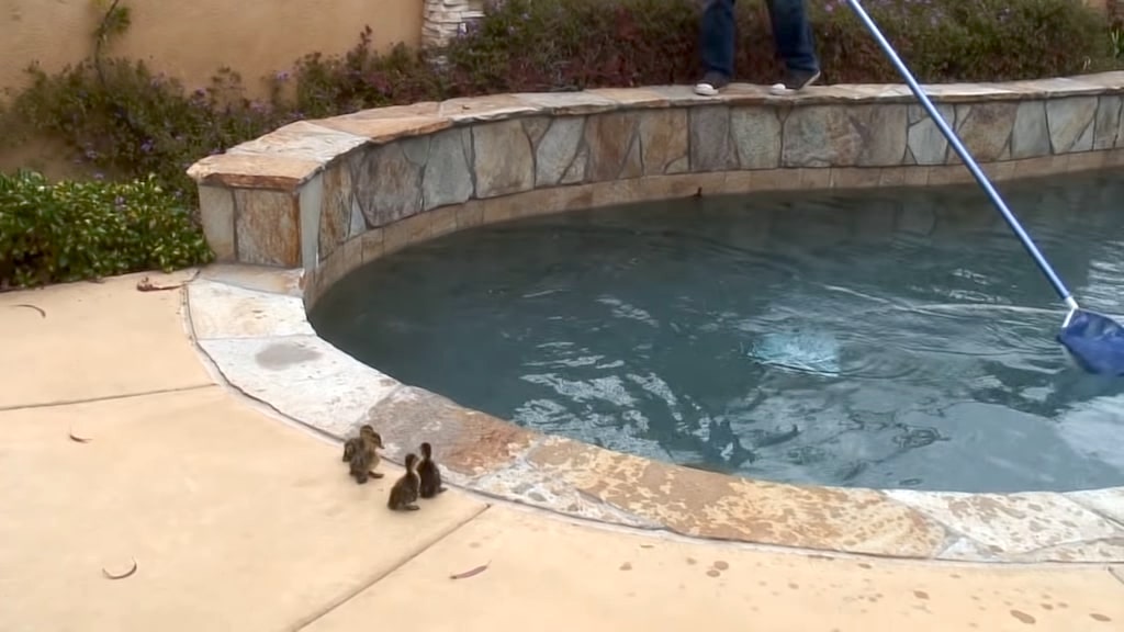Helping Ducklings Escape Swimming Pool