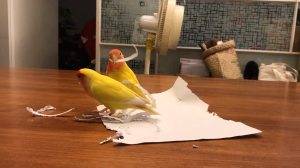 Love Bird Parrots Make Feathers Out of Paper