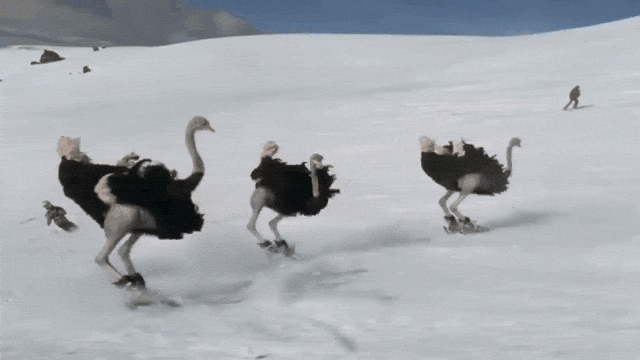 Ostriches on Skis