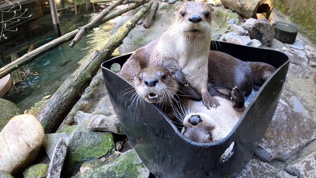Otters and Ice