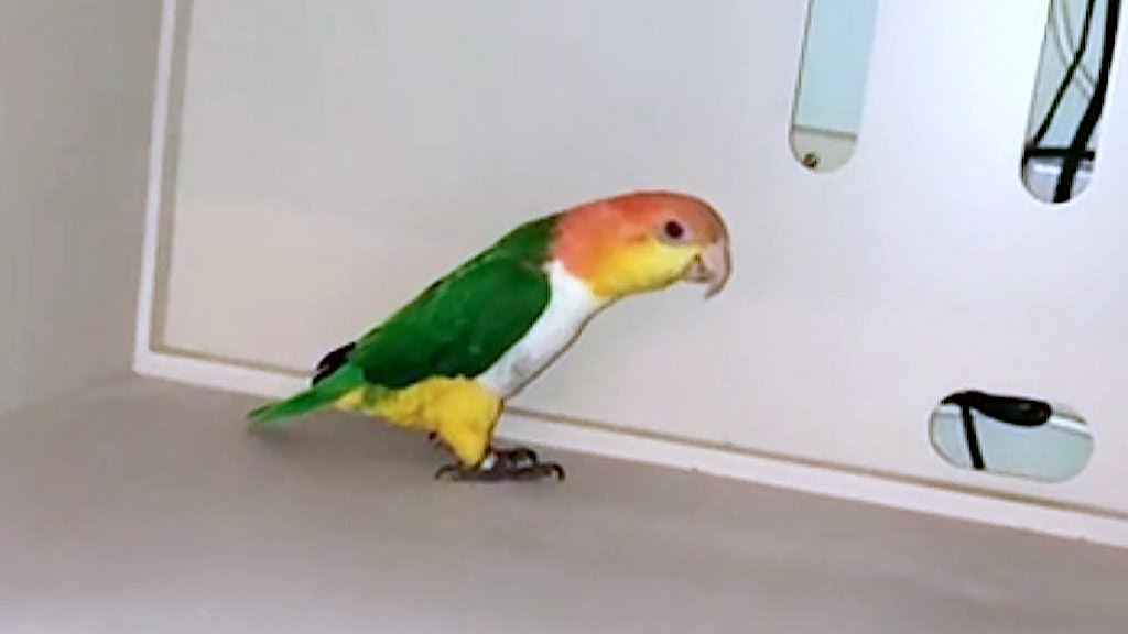 Parrot Imitates Metal Detector