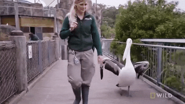 Pelican Goes For Walk