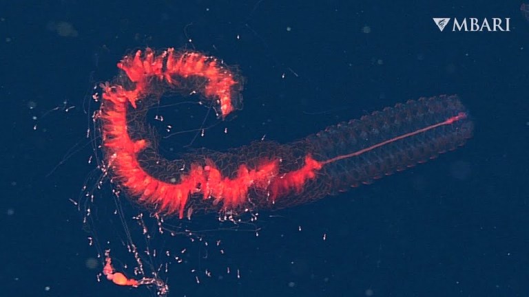 Scarlet Sinophore Monterey Bay