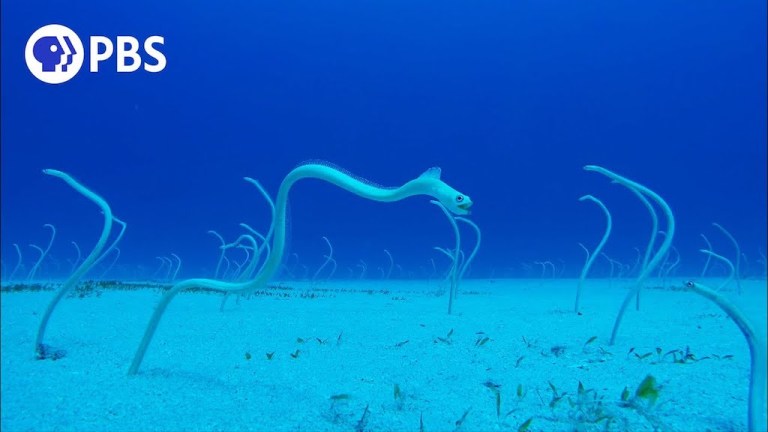 Shark Evading Hawaiian Garden Eels