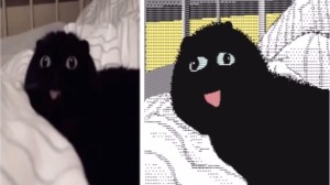 Strange Cats Animation