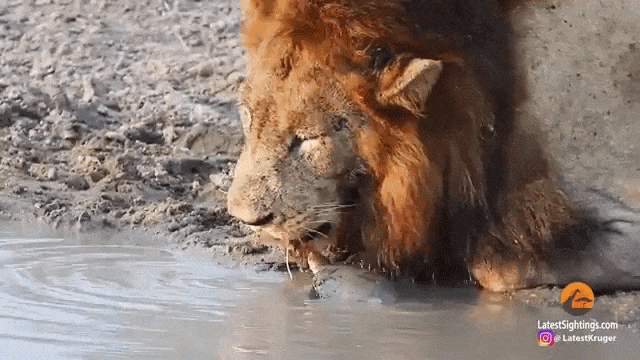 Turtle Chases Away Lion