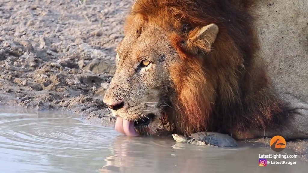 Turtle Chases Lions From His Waterhole