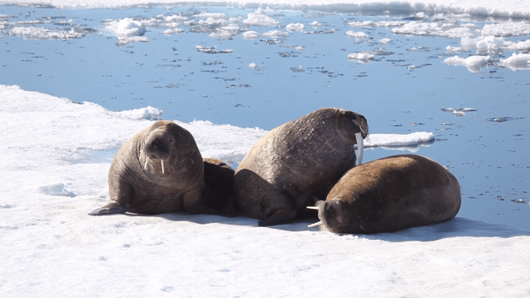 Walruses on Arctic Beach