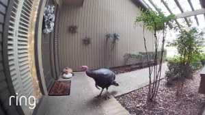 Wild Turkey Ring Doorbell
