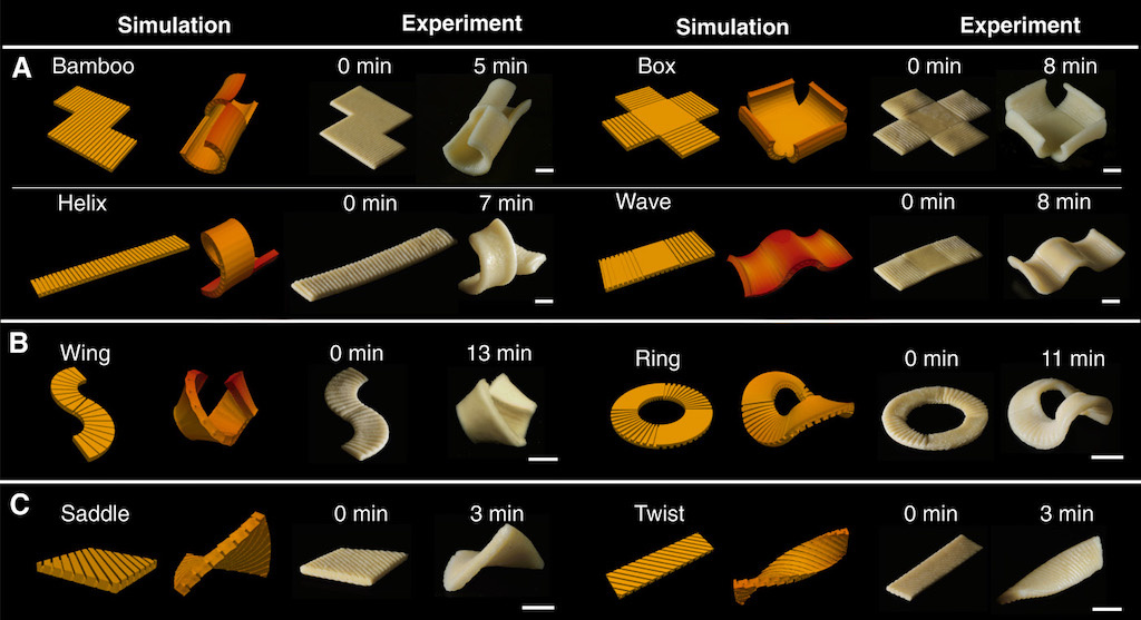 3D Morphing Pasta