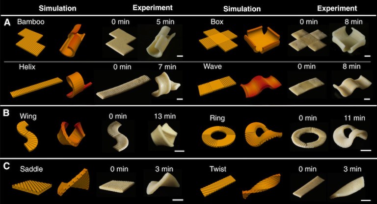 3D Morphing Pasta