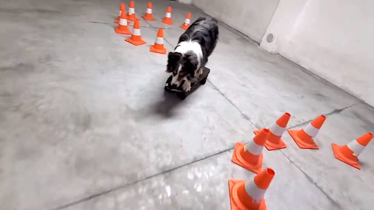 Australian Shepherd Does Figure Eight on Skateboard