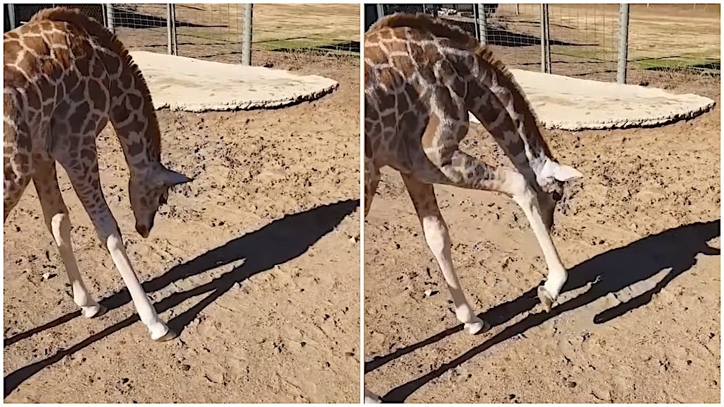 Baby Giraffe Sees Shadow for Very First Time