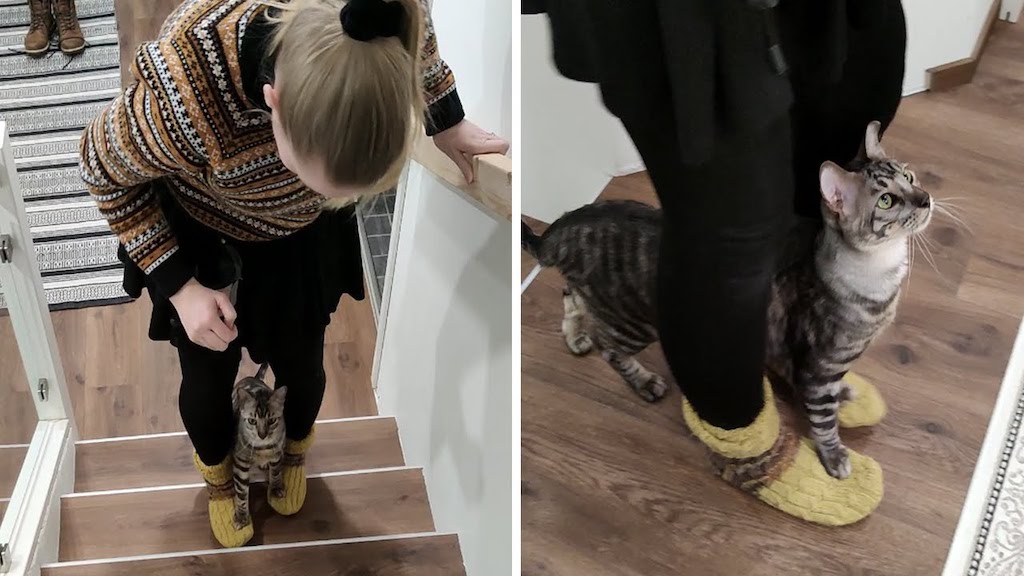 Cat Walks Upstairs on Humans Feet