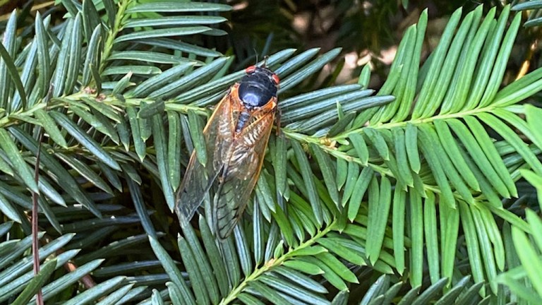 Cicada