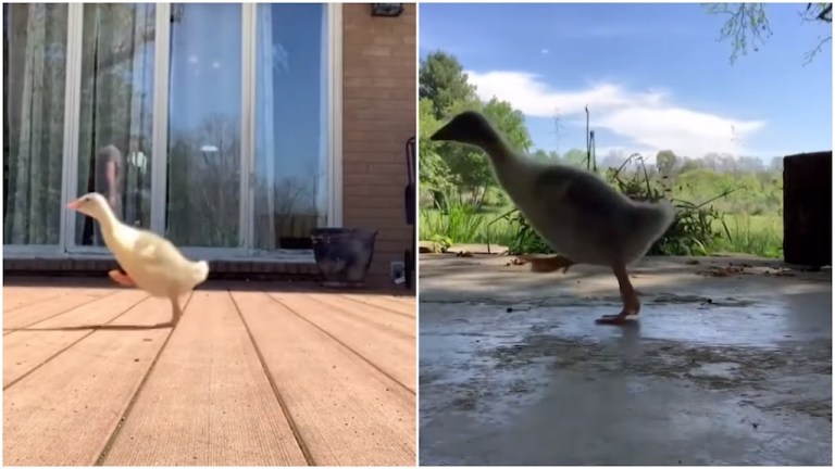 Different Thwacking Footsteps of Goose on Different Surfaces