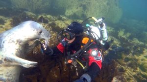 Diver Holds Hands With Seal