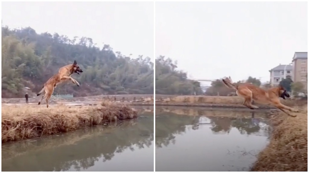 Dog Jumps Canal
