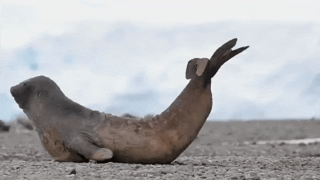 Delightful Footage of Enormous Elephant Seals on the Beaches of ...