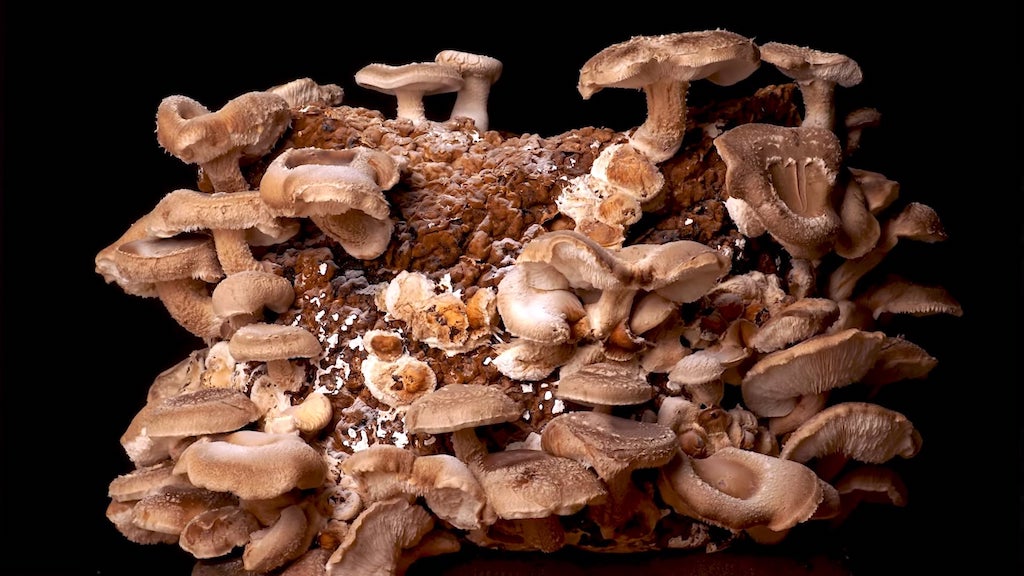 Growing Shiitake Mushrooms Time Lapse