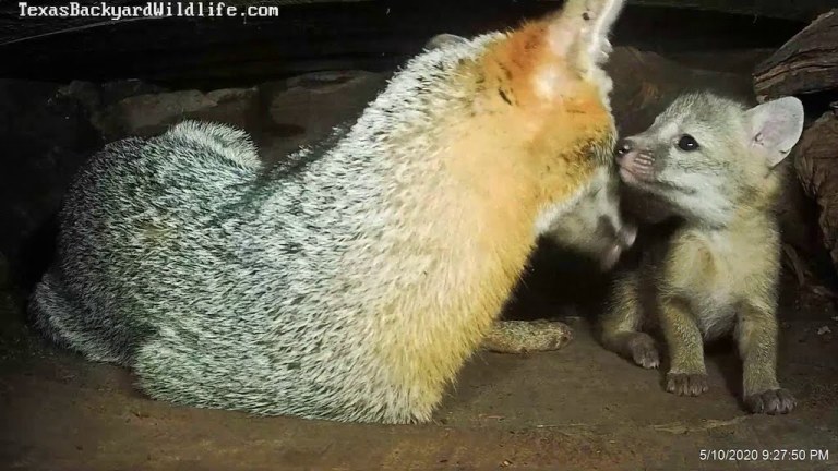 Mother Fox and Pups Underground Den