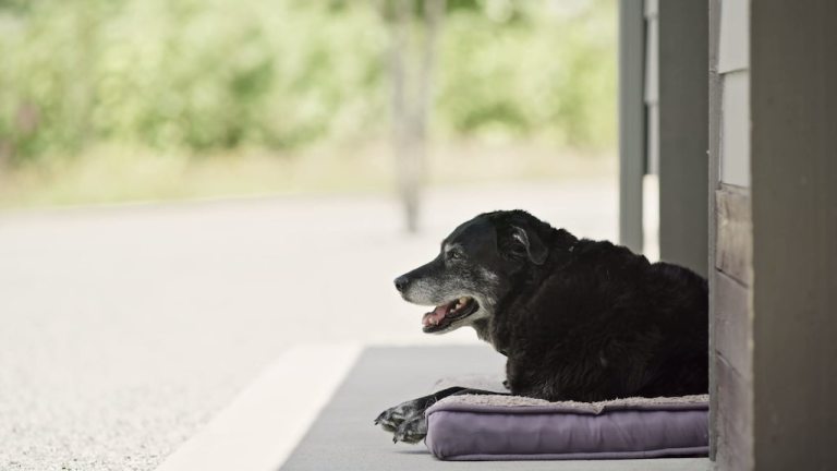 Retired Trail Dog Life Well Lived