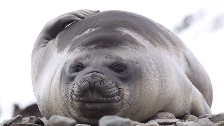 Southern Elephant Seals on Beach