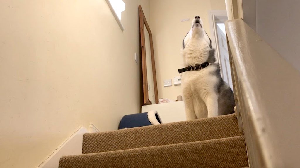 Stubborn Husky Refuses to Come Downstairs