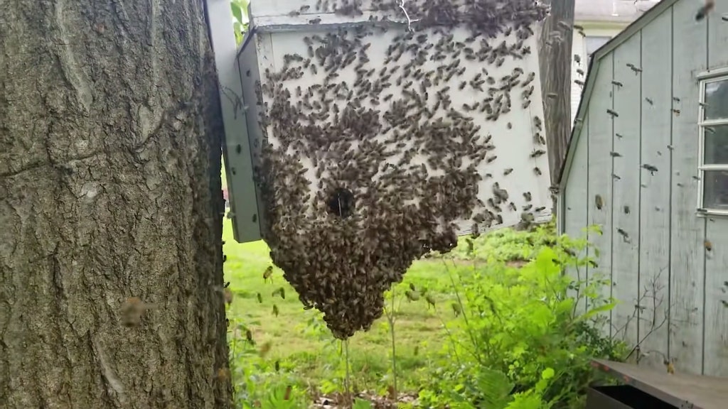 Incredible Footage Of A Growing Swarm Of Bees Flying Into Their New