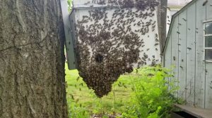 Swarm of Bees Move Into Swarm Box