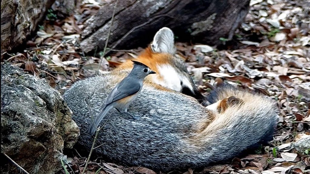 Titmouse Bird Plucks Hairs From a Sleeping Fox