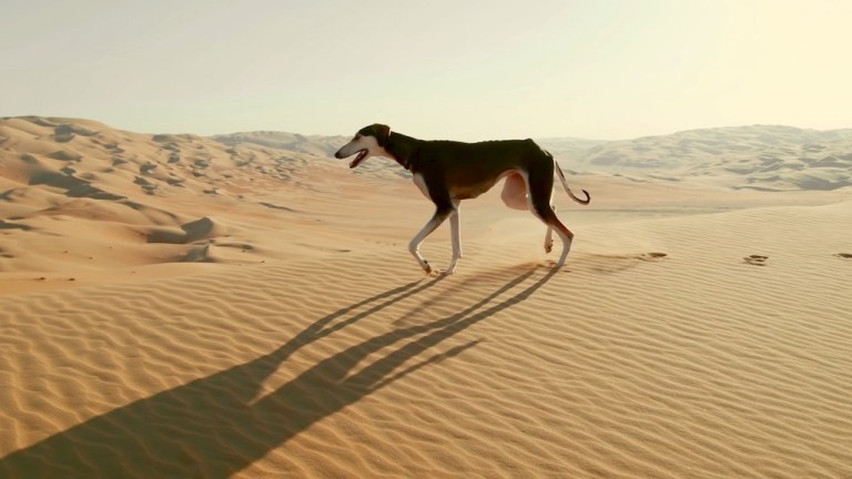 Arabian Saluki Desert Dog Fastest Dog Catch a Gazelle