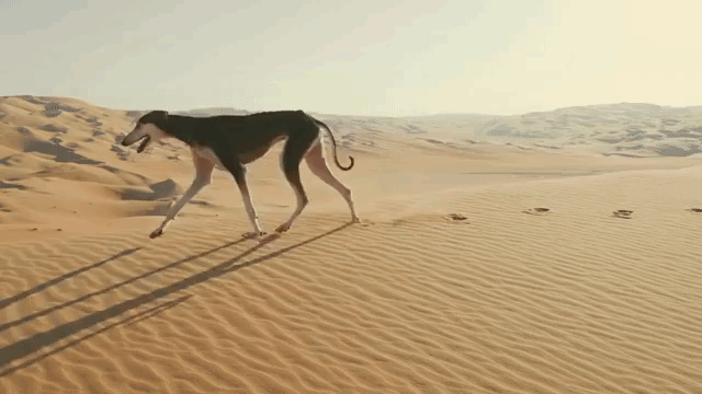 Arabian Saluki Dog