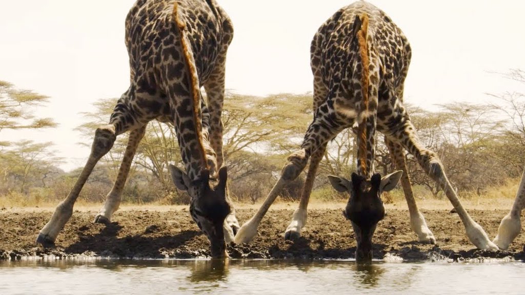 BBC Water Hole Giraffes
