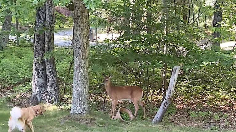 Deer and Golden Retriever Develop a Friendship