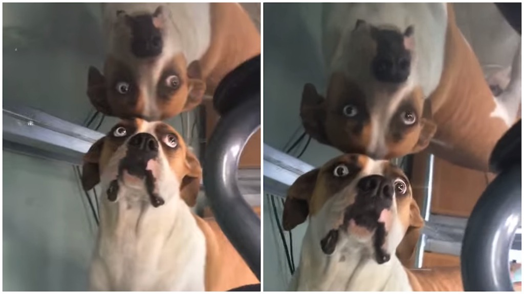 Dog Confused by Reflection Under Desk