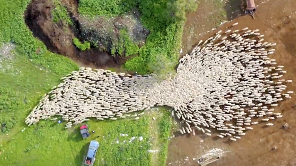 Drone Footage of Sheep Heading to Greener Pastures