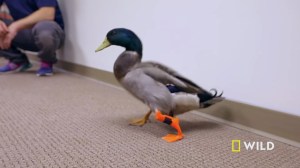 Duck Gets a Prosthetic Leg