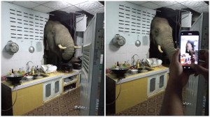 Elephant Crashes Through Wall
