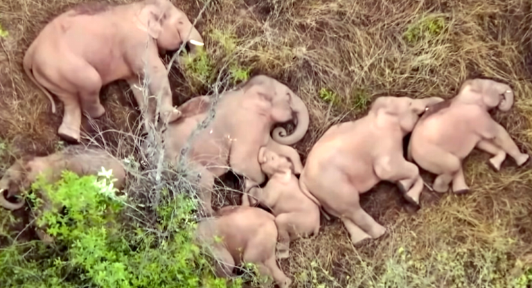 Elephants Taking Nap