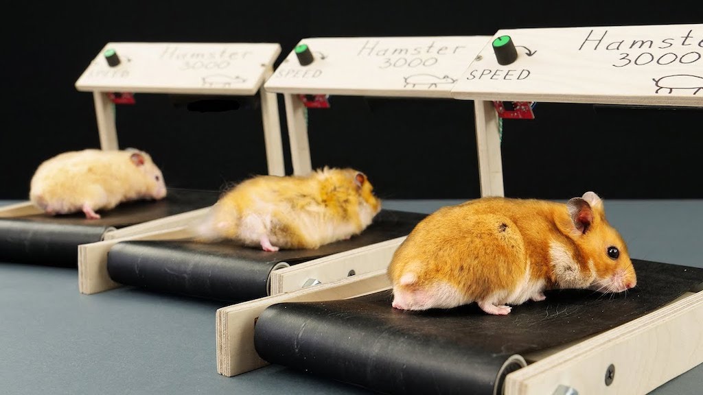 Hamsters on Homemade Treadmills