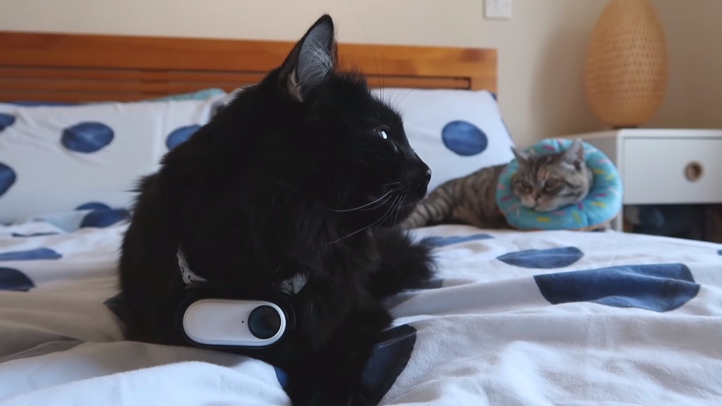 Man Puts Tiny Camera On Cat for 24 Hours