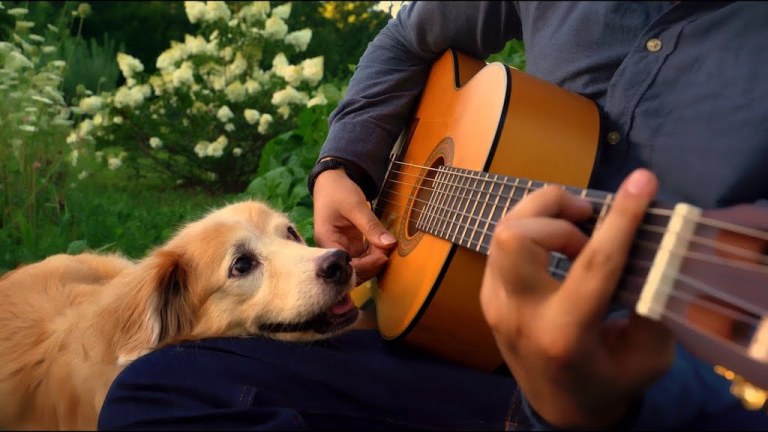 Maple the Pup Wonderful World AcousticTrench